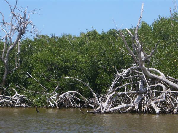 Bleached branches fall into brown water before green mangroves, blue sky