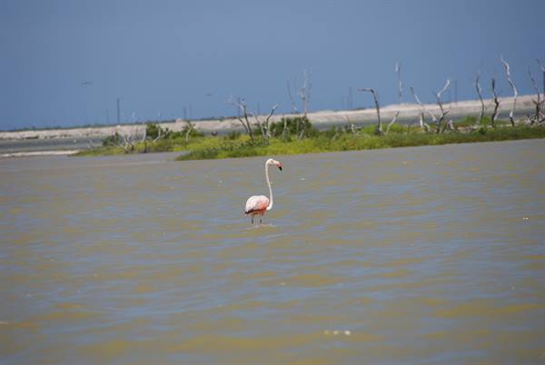 A pink flamingo wades through brown water, dead trees and greenery along the shore