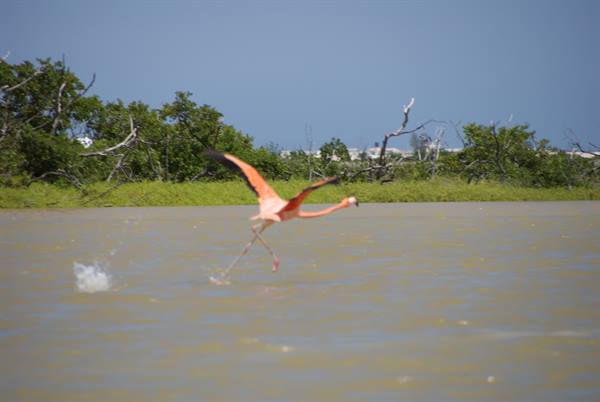 Pink flamingo taking off from brown water, green bushes behind