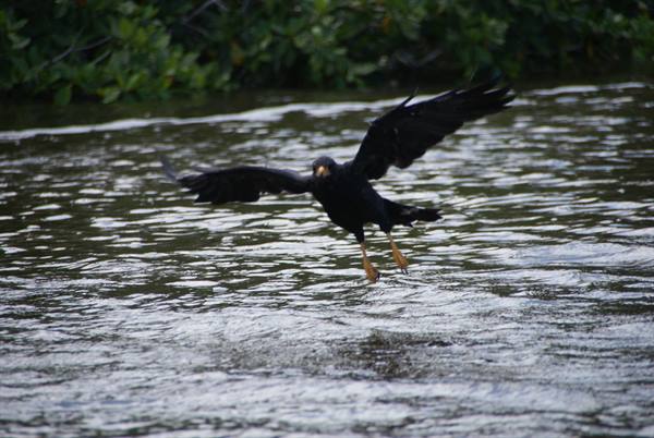 Black raptor swoops low over dark water with talons outstretched near mangroves