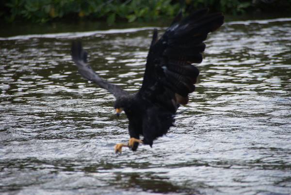 Black eagle with spread wings diving toward the water to fish
