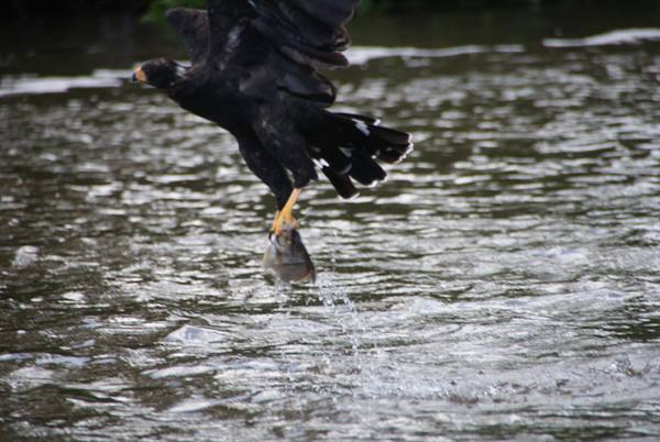Black hawk lifting a fish from the water with its talons