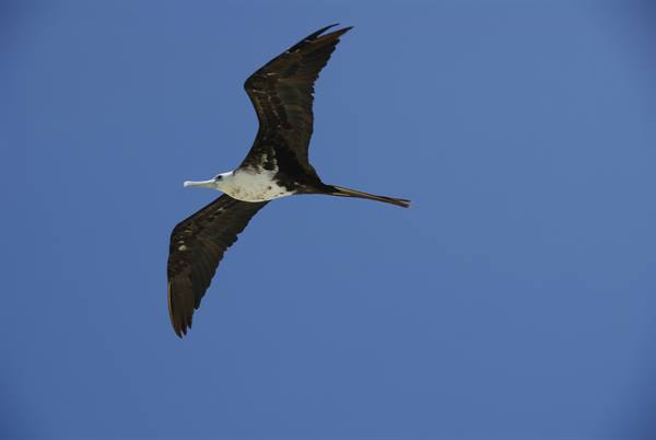 Juvenile frigatebird gliding with outstretched wings against blue sky