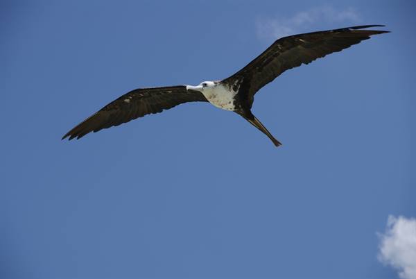 Female frigatebird in flight with long wings spread against blue sky