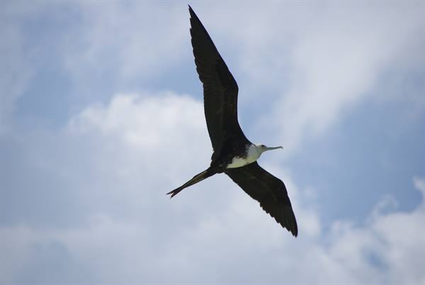 Female frigatebird with open wings flying among white clouds