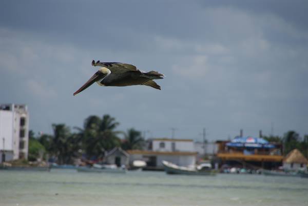 A brown pelican flies low over the lagoon, with boats and palms behind
