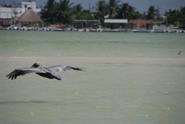 A pelican flies low over green water, palm trees and houses behind