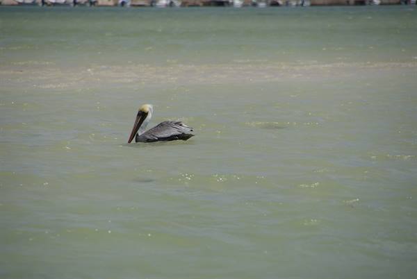 A pelican swims in turquoise-green water, sunlit beach in the background