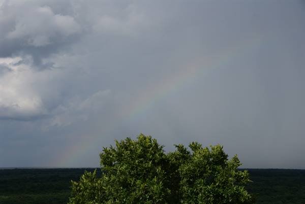 Rainbow across cloudy sky above green trees and forest