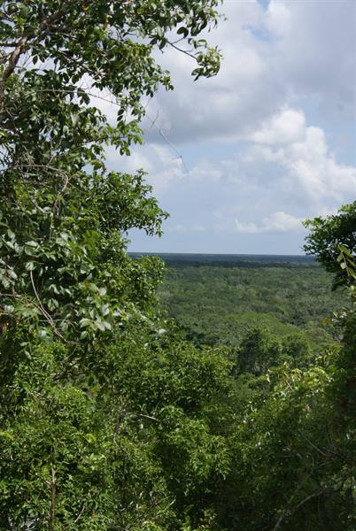 Sea of green trees under white clouds, framed by branches, likely Coba