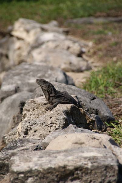 Dark iguana sunbathing on a limestone stone wall