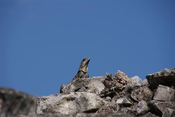 Iguana resting on grey stones under a deep blue sky
