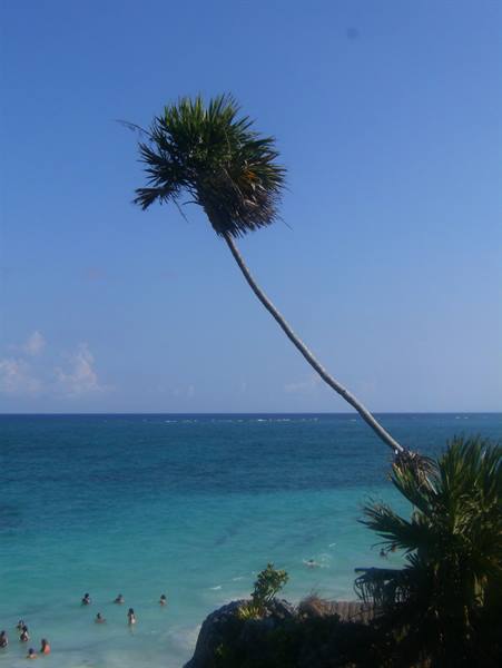 Leaning palm tree on the cliff, swimmers in turquoise Caribbean water