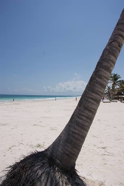 Leaning palm tree on white sand, beachgoers and umbrellas by the turquoise sea