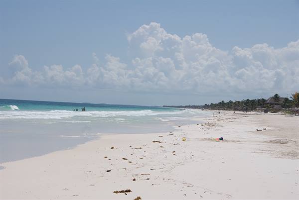 White sand beach with seaweed, swimmers in the waves and palms along the coast