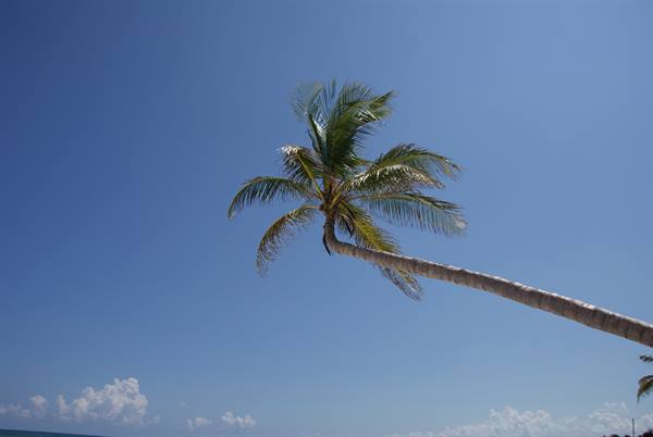 Curved palm tree leaning against the blue sky above a tropical beach