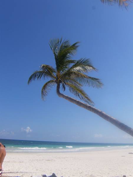 Leaning palm tree over white sand, ocean waves and blue sky