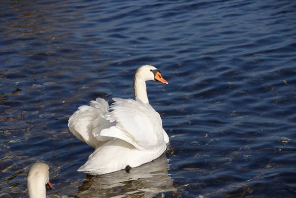 White swan with raised feathers swims on blue water, sunlight