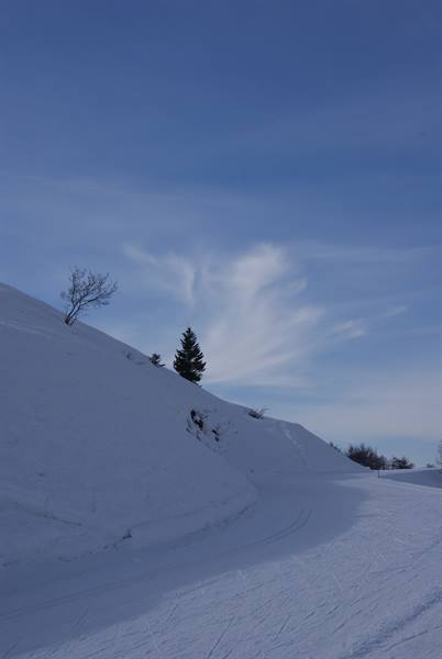 Snowy slope with lone fir tree and blue sky, ski runs