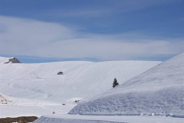 Snowy slopes with wooden hut and lone fir, skiers in the distance