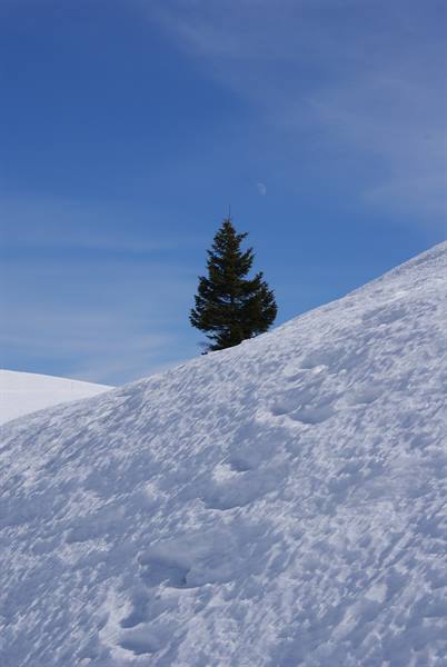 A lone fir tree on the snow, footprints along the slope