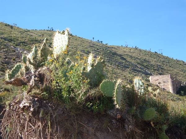 Blooming prickly pears on dry hillside, stone ruins beneath clear blue sky