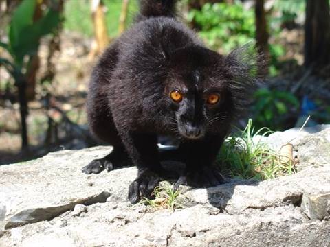Lemur, the characteristic little monkey of Madagascar, Nosy Komba