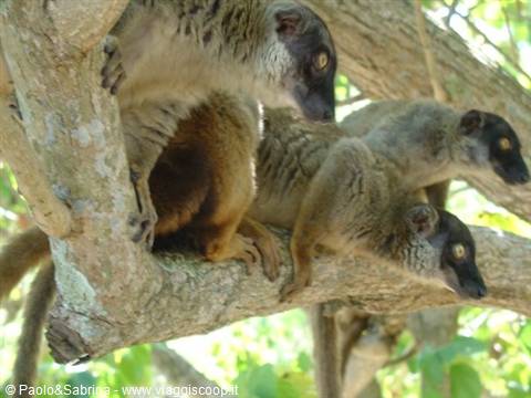 Lemurs, Nosy Tanikely