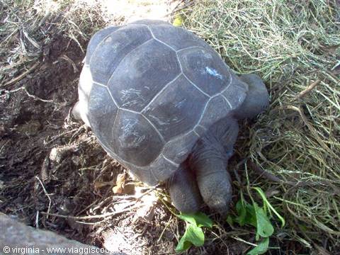Giant tortoise grazing green leaves among dirt and straw in sunlight