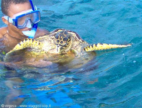 Snorkeler with mask swimming beside a sea turtle in turquoise water