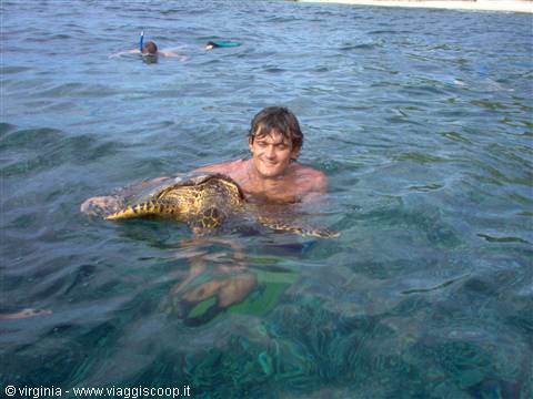 Swimmer holding a sea turtle in turquoise water, snorkelers in the background