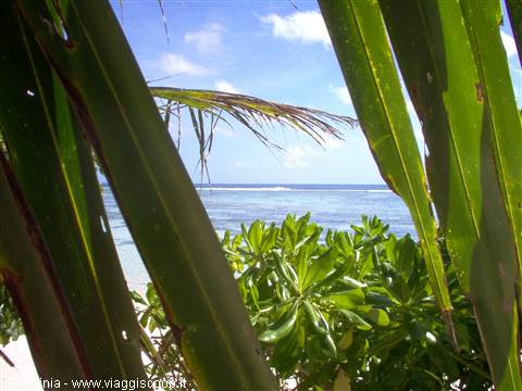 Palm fronds frame green shrubs on the beach before the blue sea