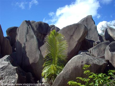 Young palm tree among huge granite boulders under blue sky