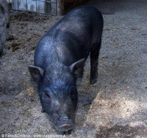 Animals at the Nelson farmhouse