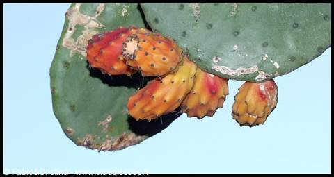 Calatabiano - Prickly pear, along the castle road