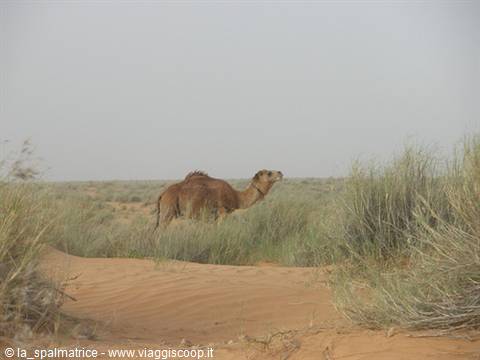 dromedary