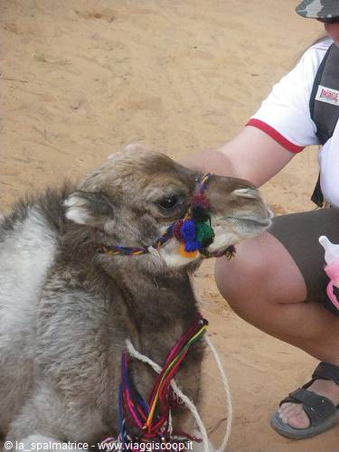 little dromedary