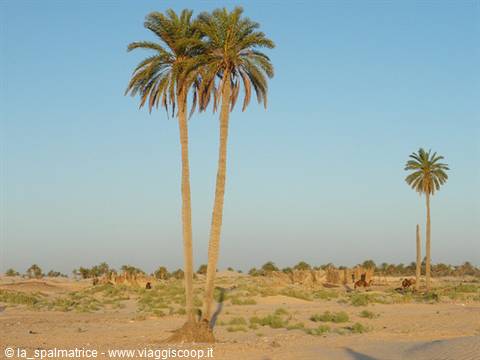 Tall palms on desert sand, distant ruins, clear blue sky