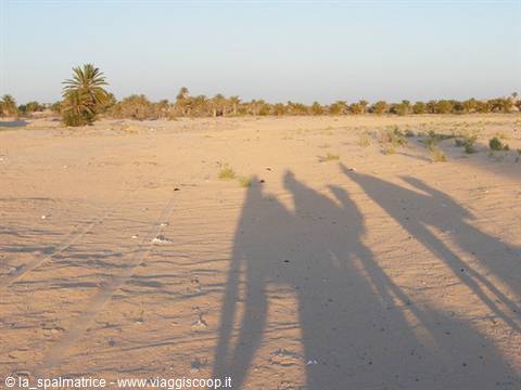 Camel shadows on the sand, palm trees in the desert background