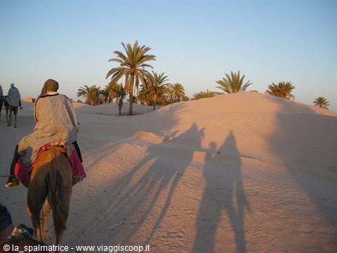 Camel rider walking among sandy dunes and palm trees in Douz