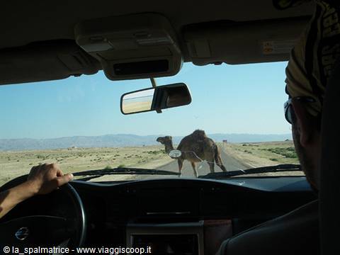 A camel crosses the empty desert road as the car stops