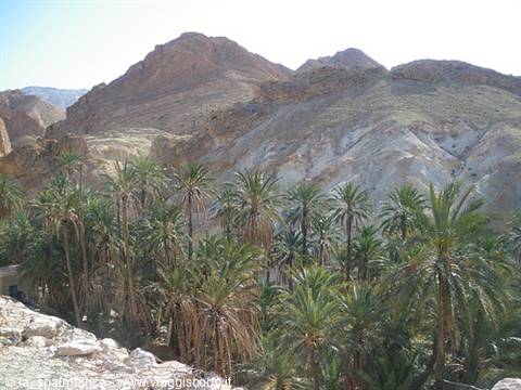Green date palms among arid rocky mountains under bright sun, Chebika