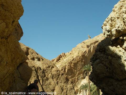 Hiker between ochre canyon rocks with palm trees under blue sky