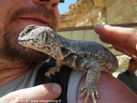 Man with a large gray lizard resting on his shoulder