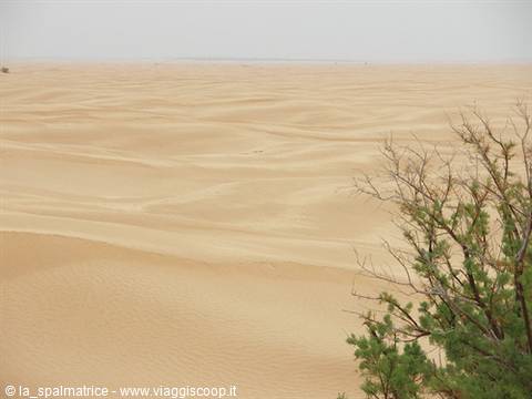 Sand dunes under a white sky, a green bush in the foreground