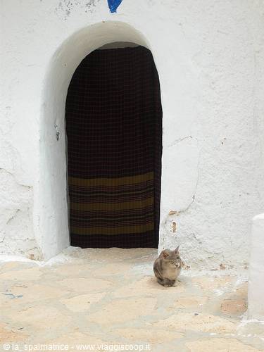 Cat sitting before an arched doorway with dark curtain, whitewashed wall