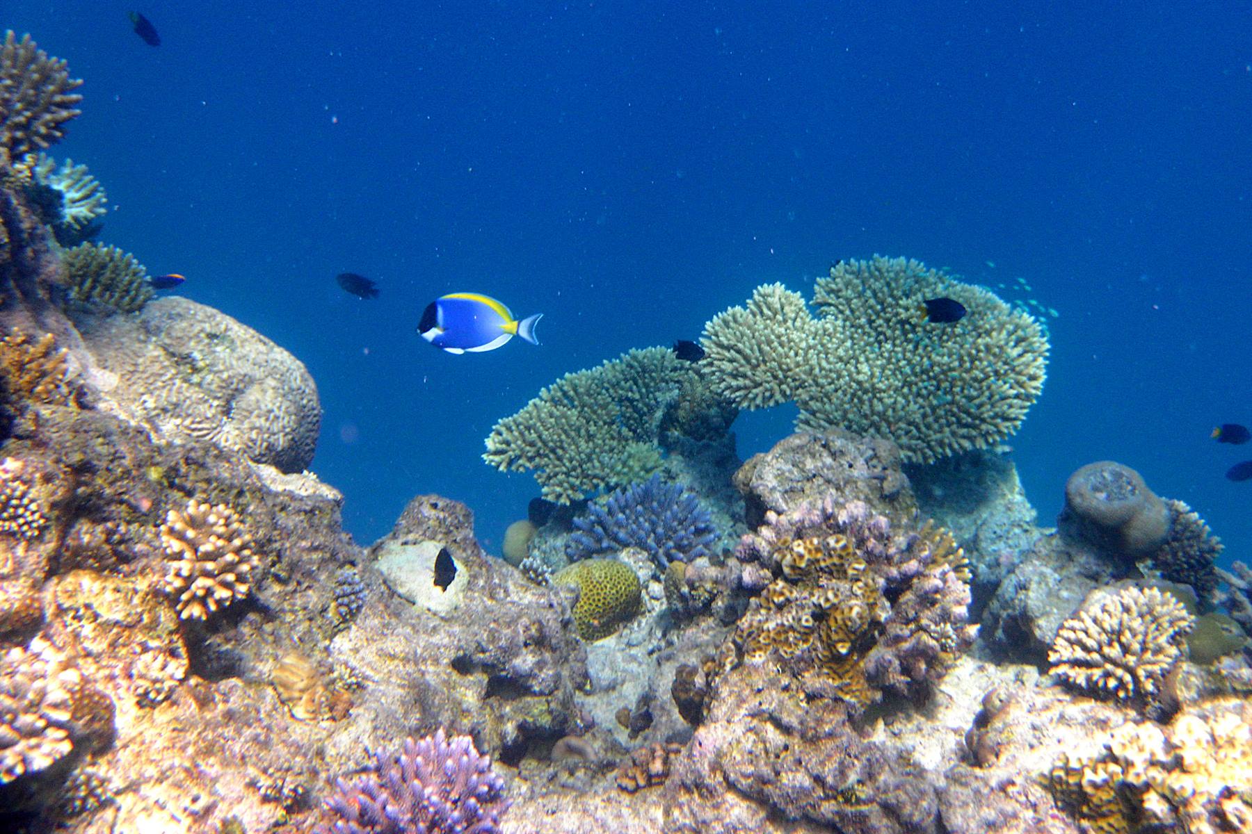 Snorkelling at Olhuveli