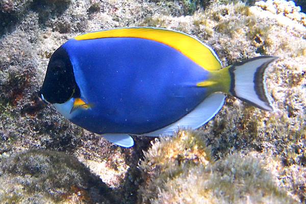 Snorkelling at Olhuveli