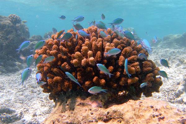 Snorkelling off Olhuveli 