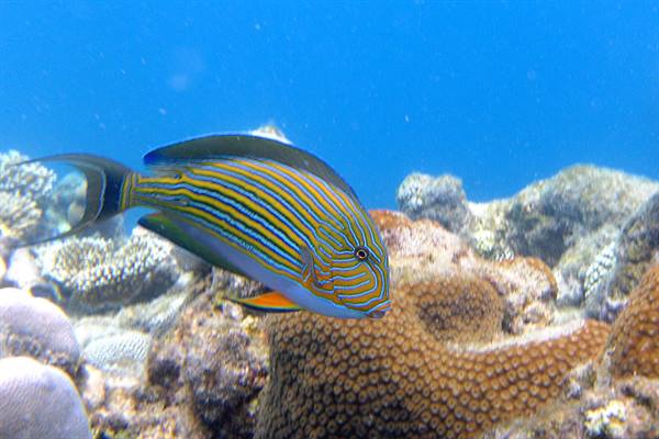 Snorkelling at Olhuveli 